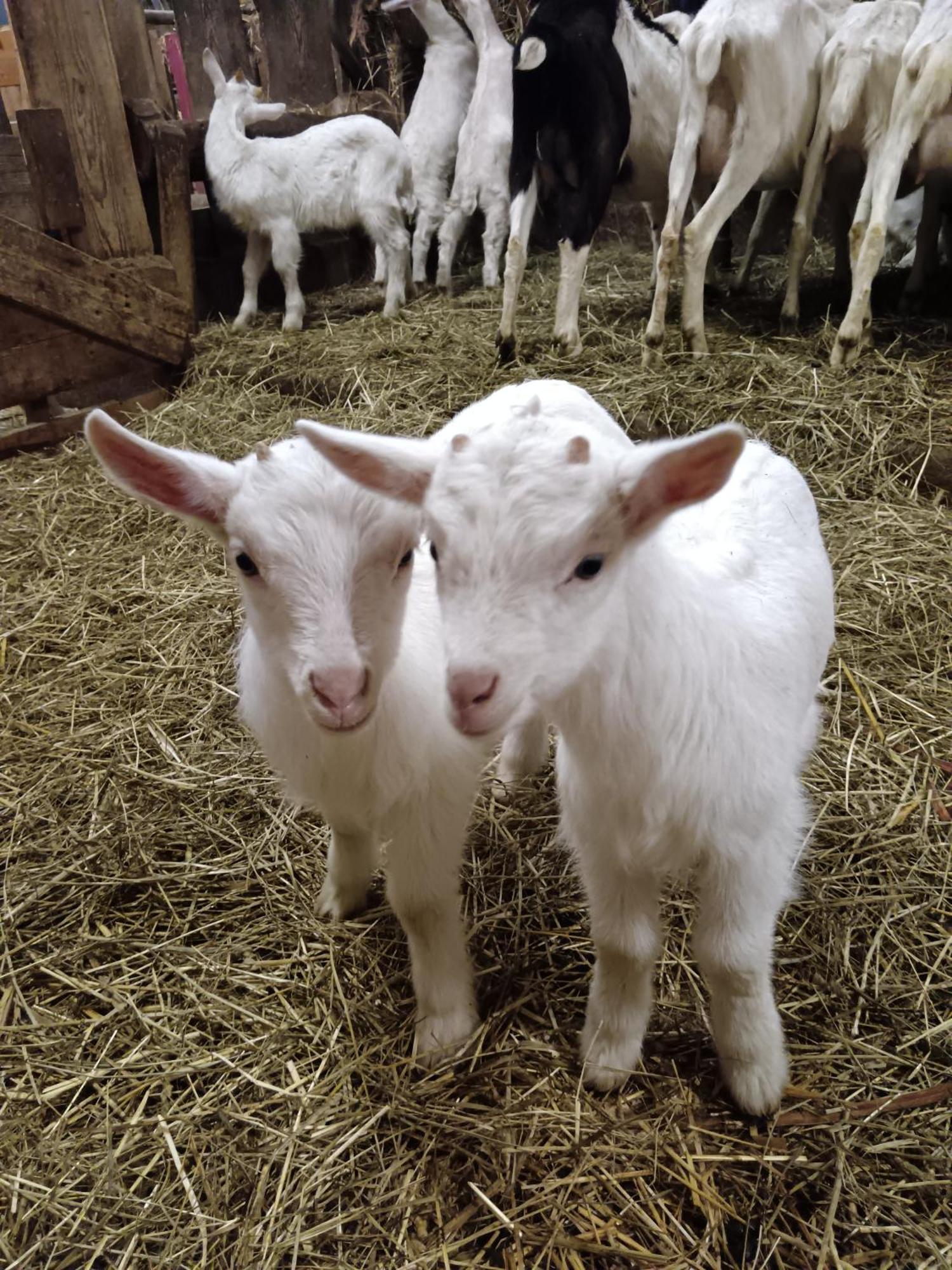 Séjour à la ferme Kofelhof Sexten